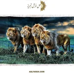 تابلو فرش دستباف گله شیرها